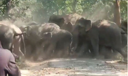 A group of 32 elephants roaming near the village: panic among the villagers, elephants were seen crossing the road, people made a video... - news2news. In